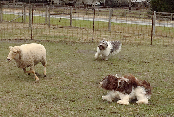  2 PONs herding sheep